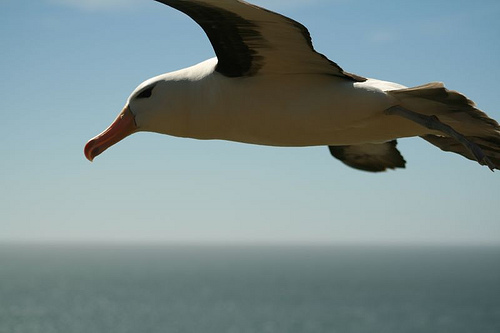 Albatross consultant
